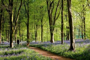 Conoce Los Bosques M S Hermosos Del Mundo Seg N National Geographic Tronya